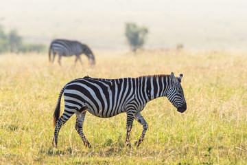 Zebra walking at the savanna