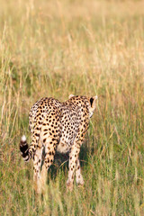 Cheetahs that goes away in the tall dry grass of the savannah