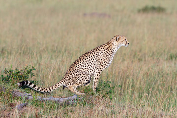 Wild Cheetah sitting and shitting in the grass