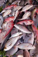 FRESH FISH ON MARKET STALL