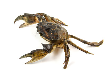 Crab. Black sea crustacean, isolated on white background