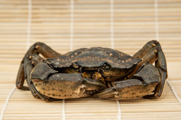 Crab on bamboo mat