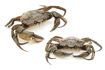 Crabs isolated on white background