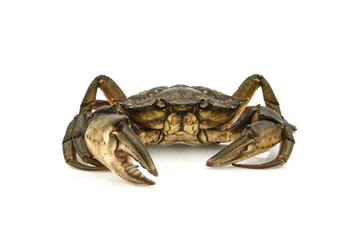 Crab. Black sea crustacean, isolated on white background