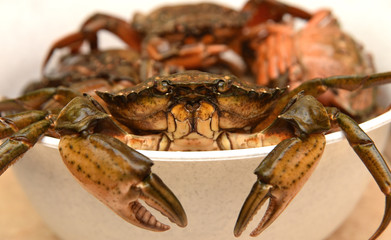 Crabs in white bowl