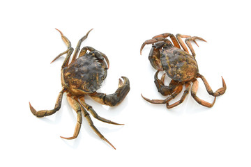 Crabs isolated on white background