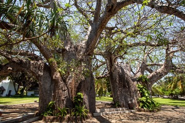 Baobab an der kenianischen Küste