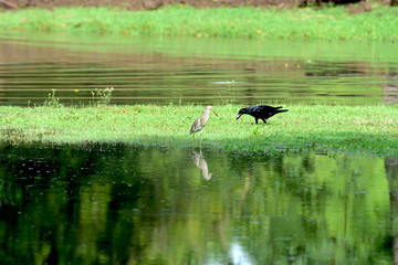 Bird meeting