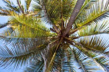 Palme am Diani Beach in Kenia