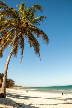 Palmenstrand in Kenia