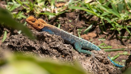 Siedleragame in Diani Beach in Kenia