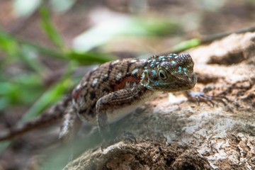 Gecko am Strand von Diani Beach