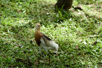 Javan Pond Heron
