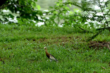 Javan pond heron