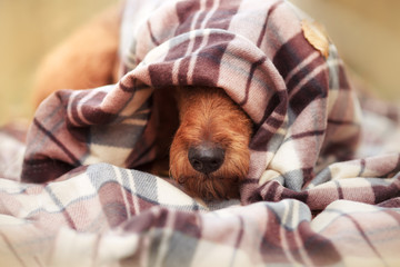 Nose Irish Terrier sticking out from under the blanket - 235933701