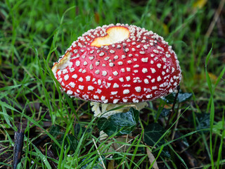 Wild mushrooms in the fields of the mountains of Madrid