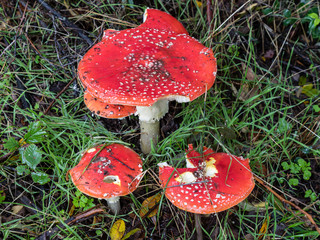 Wild mushrooms in the fields of the mountains of Madrid