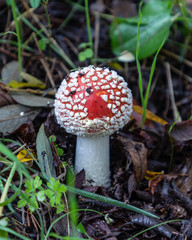 Wild mushrooms in the fields of the mountains of Madrid