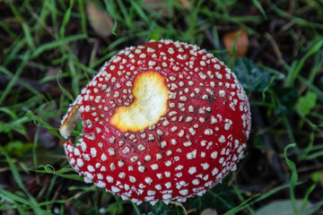 Wild mushrooms in the fields of the mountains of Madrid
