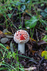 Wild mushrooms in the fields of the mountains of Madrid