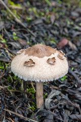 Wild mushrooms in the fields of the mountains of Madrid