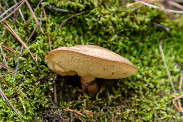 Wild mushrooms in the fields of the mountains of Madrid