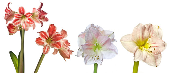 Fototapeta premium three amaryllises close up on a white background