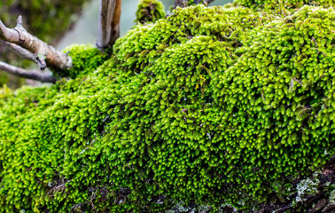 Moss on a tree