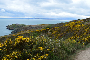 Typical Irish green landscape with coast line and yellow flowers