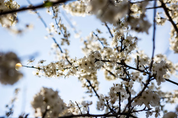 Blooming cherry tree