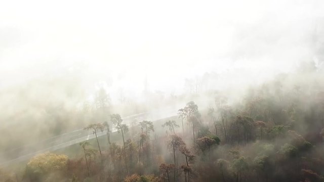 Drohne: Wald und Stra&szlig;e bei Nebel