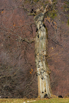 albero di castagno (Castanea sativa)
