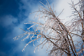 Tree branches frozen in the ice against the blue sky. Frozen tree branch in winter forest.