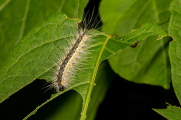 Fall Webworm (Hyphantria cunea)
