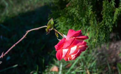 Autumn rose. Bright, beautiful and drooping from the first cold.