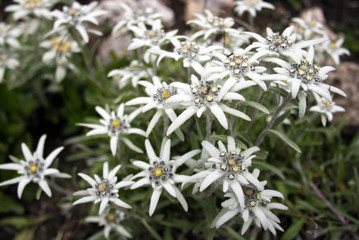 Edelweiss flowers close-up, Alpine Edelweiss flowers, photo taken in French - Italian Alps, focus...
