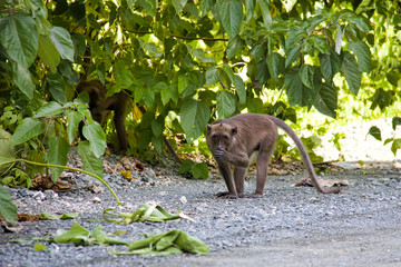 one little monkey eating in the jungle, green leaves background
