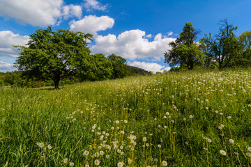 Blauer HImmel mit Wolken über Streuobstwiese am Hang