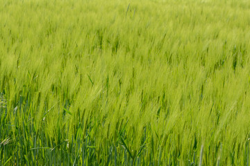 Gerste grün als Struktur