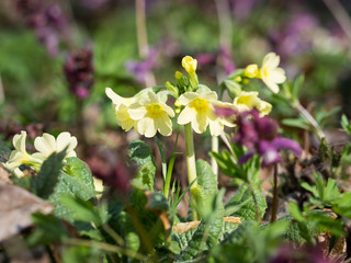 Primula elatior (oxlip)- yellow spring flower