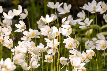 Wald-Windröschen weiß  blühend  