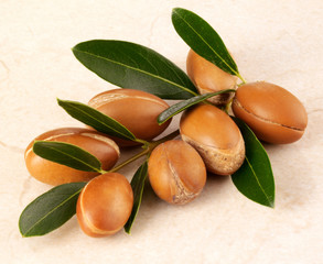 MOROCCAN ARGAN NUTS