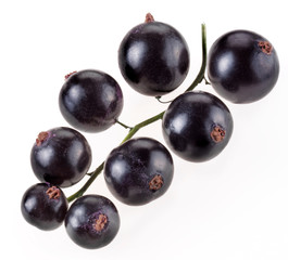 BLACKCURRANT SPRIG