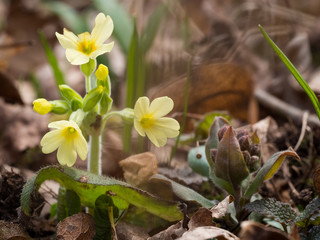 Primula elatior (oxlip)- yellow spring flower