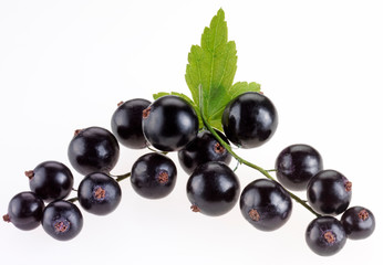SPRIG OF BLACKCURRANTS