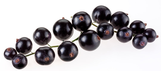 SPRIG OF BLACKCURRANTS