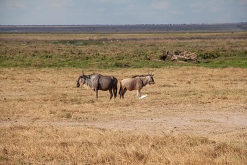 Gnus im Amboseli Nationalpark