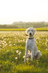 Friendly labradoodle dog waiting in open field of scattered dandelions.