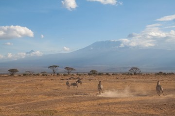 Fototapeta na wymiar Zebras in der Savanne im Amboseli Nationalpark vor dem Kilimandscharo