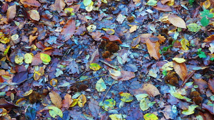 couleur d'automne